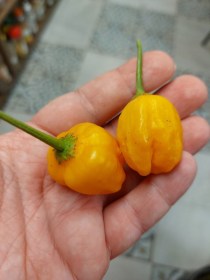 Aji Mango chili - Csípős paprika ritkaságok az Egzotikus Növények Stúdiója kínálatában